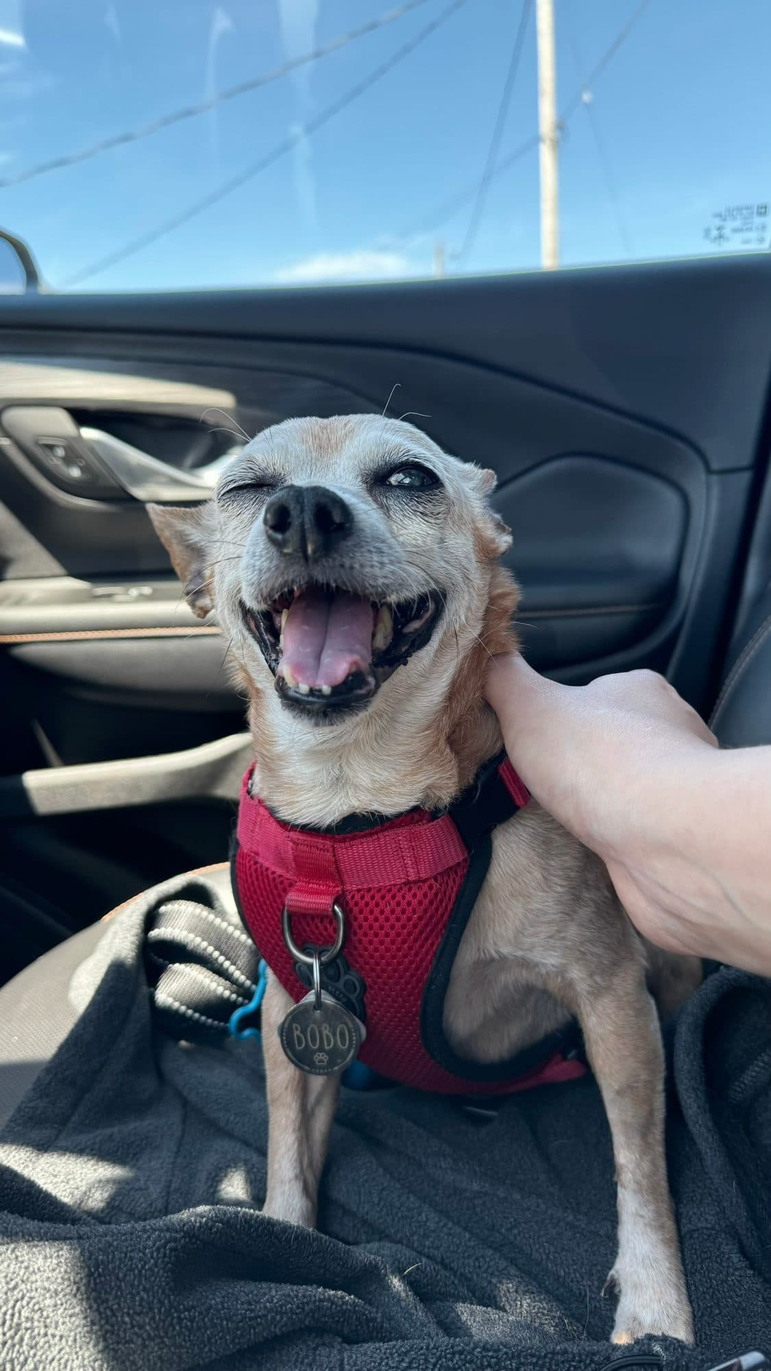 Bobo the chihuahua grinning wide in the front seat of the car, wearing his red harness and name tag