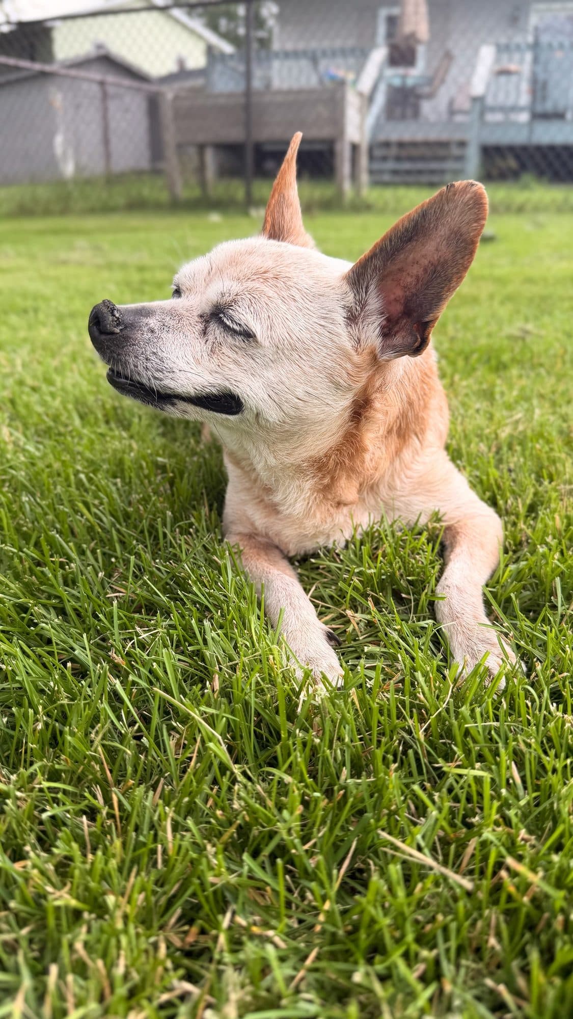 Bobo lying in the back yard grass with his eyes closed and ears up