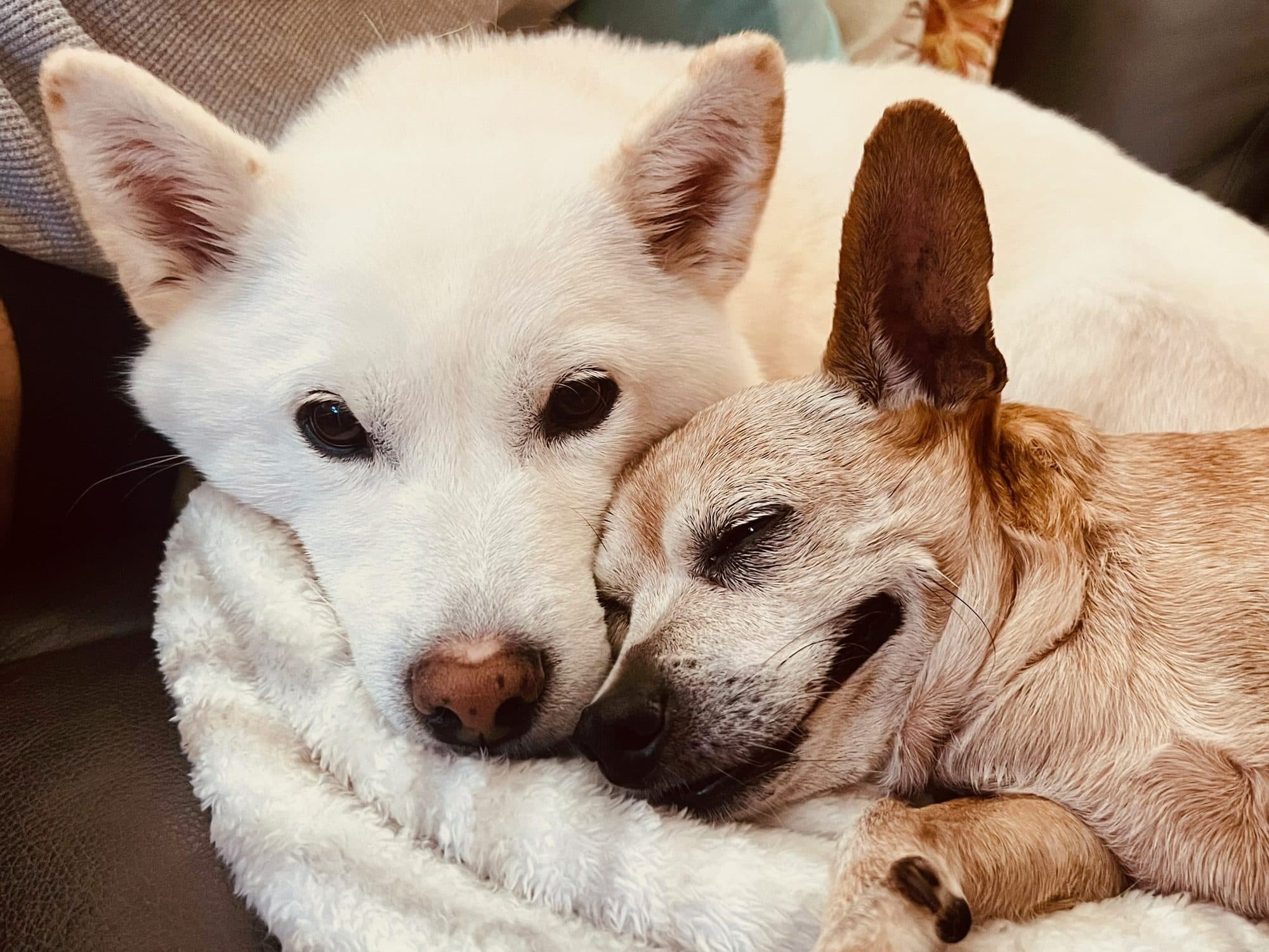 Bobo and Kyra resting their faces together