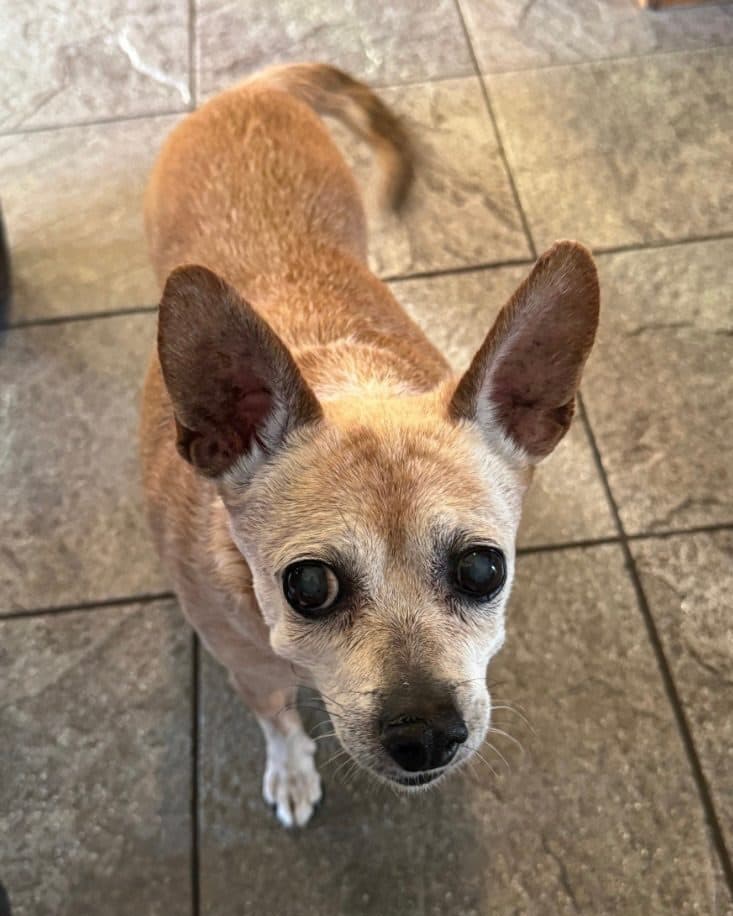 Bobo looking up at the camera from the kitchen floor with his ears up