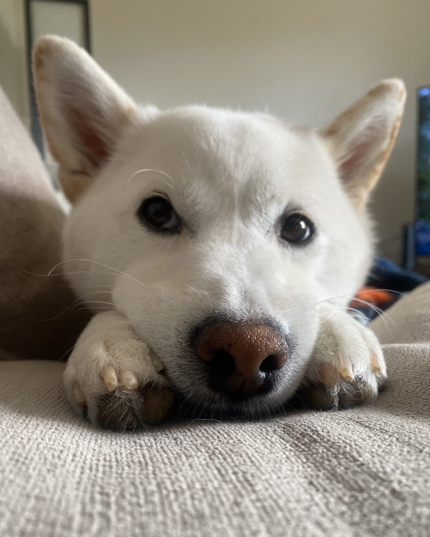 Close up of Kyra resting her chin and both front paws on the edge of the couch