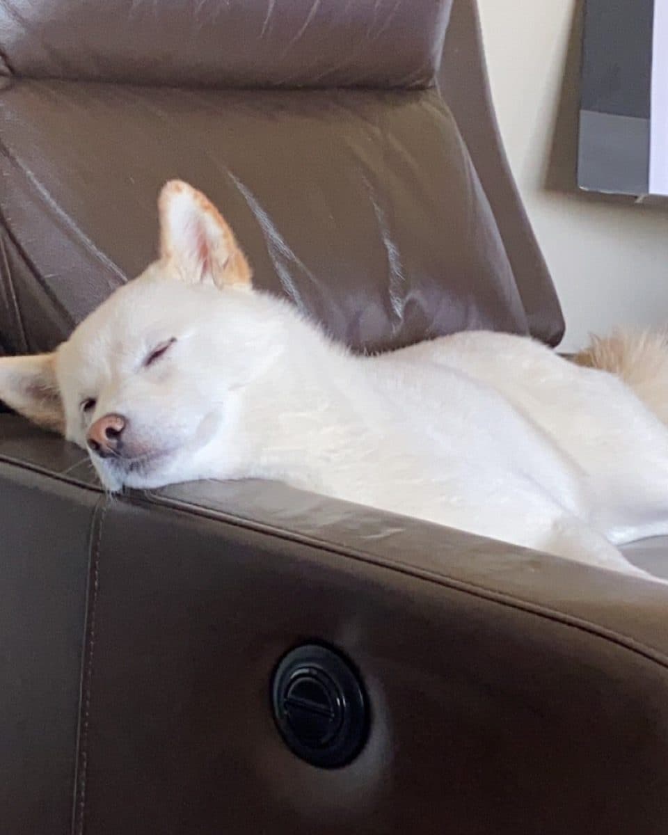 Kyra stretched out asleep across a leather recliner